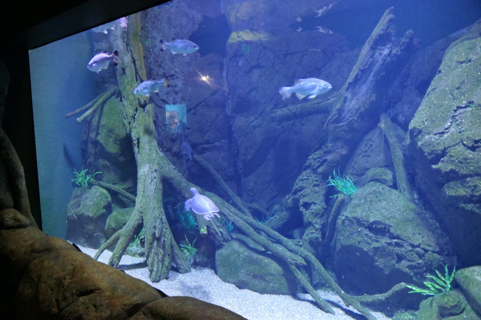 Pig-nosed Turtle + Jungle Perch tank