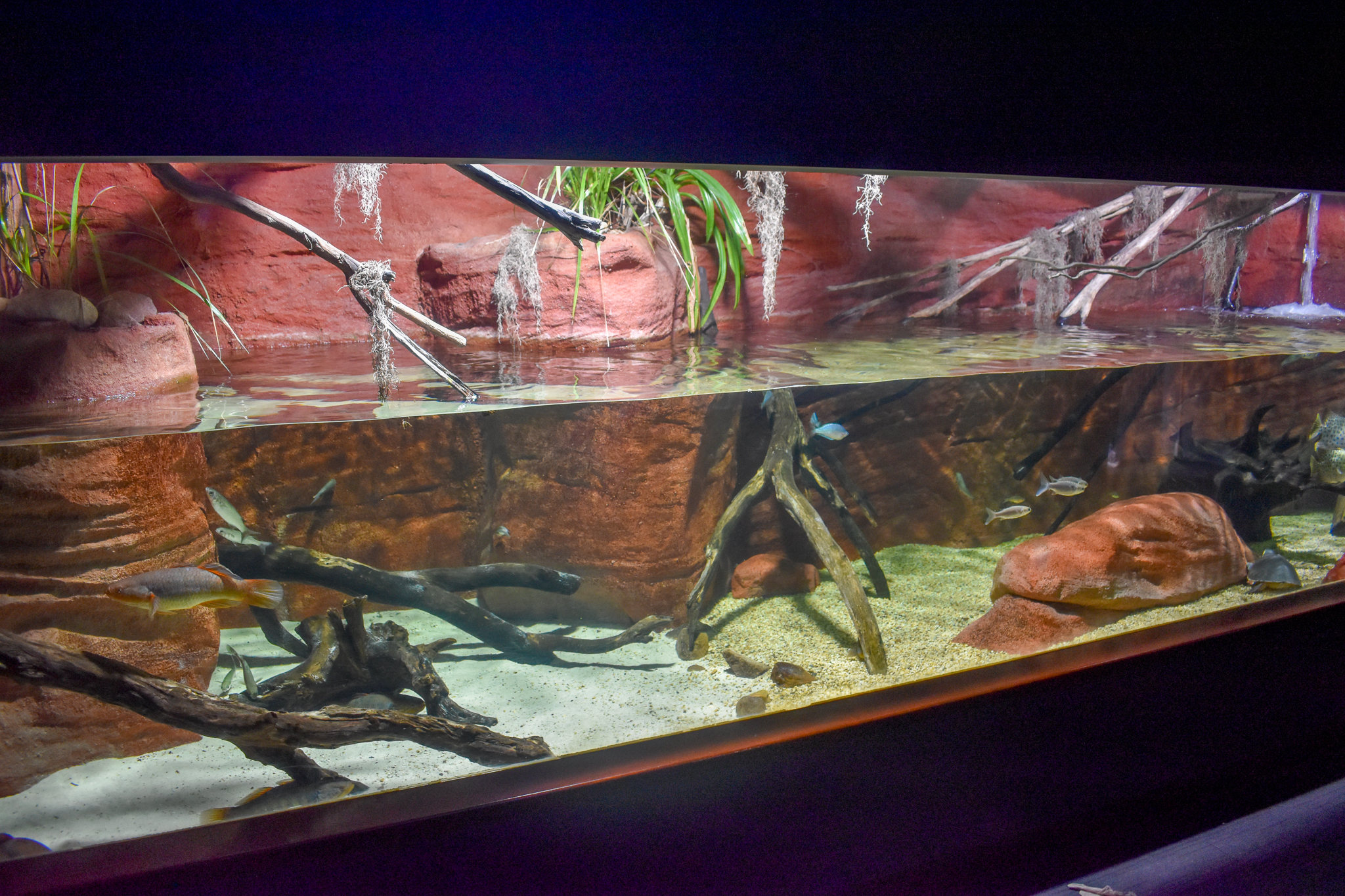 Pig-nosed Turtle/Rainbowfish Tank