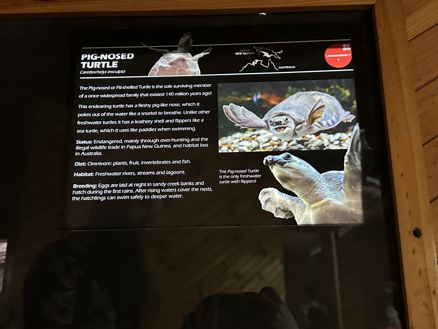 Pig nosed turtle signage