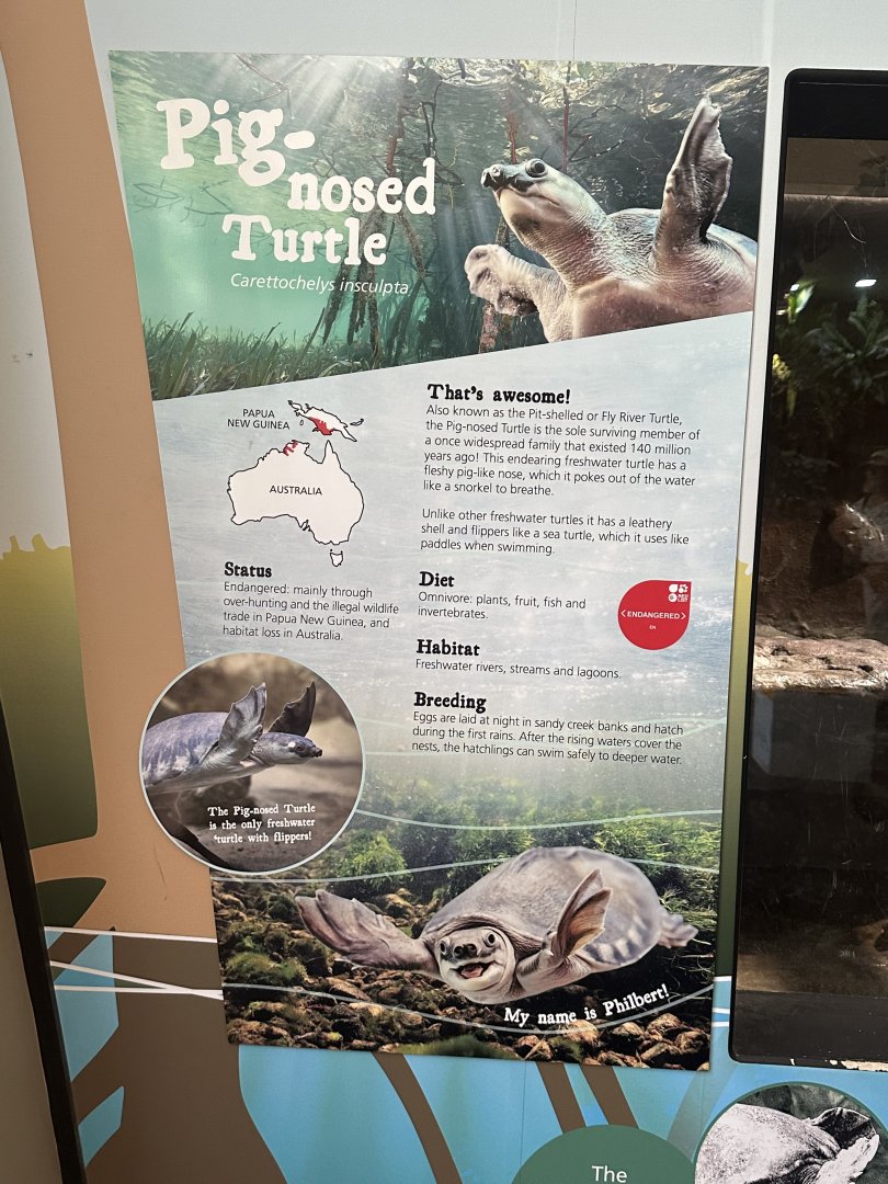 Pig nosed turtle signage