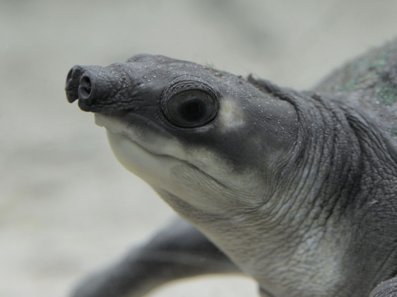 Pig-nosed turtle