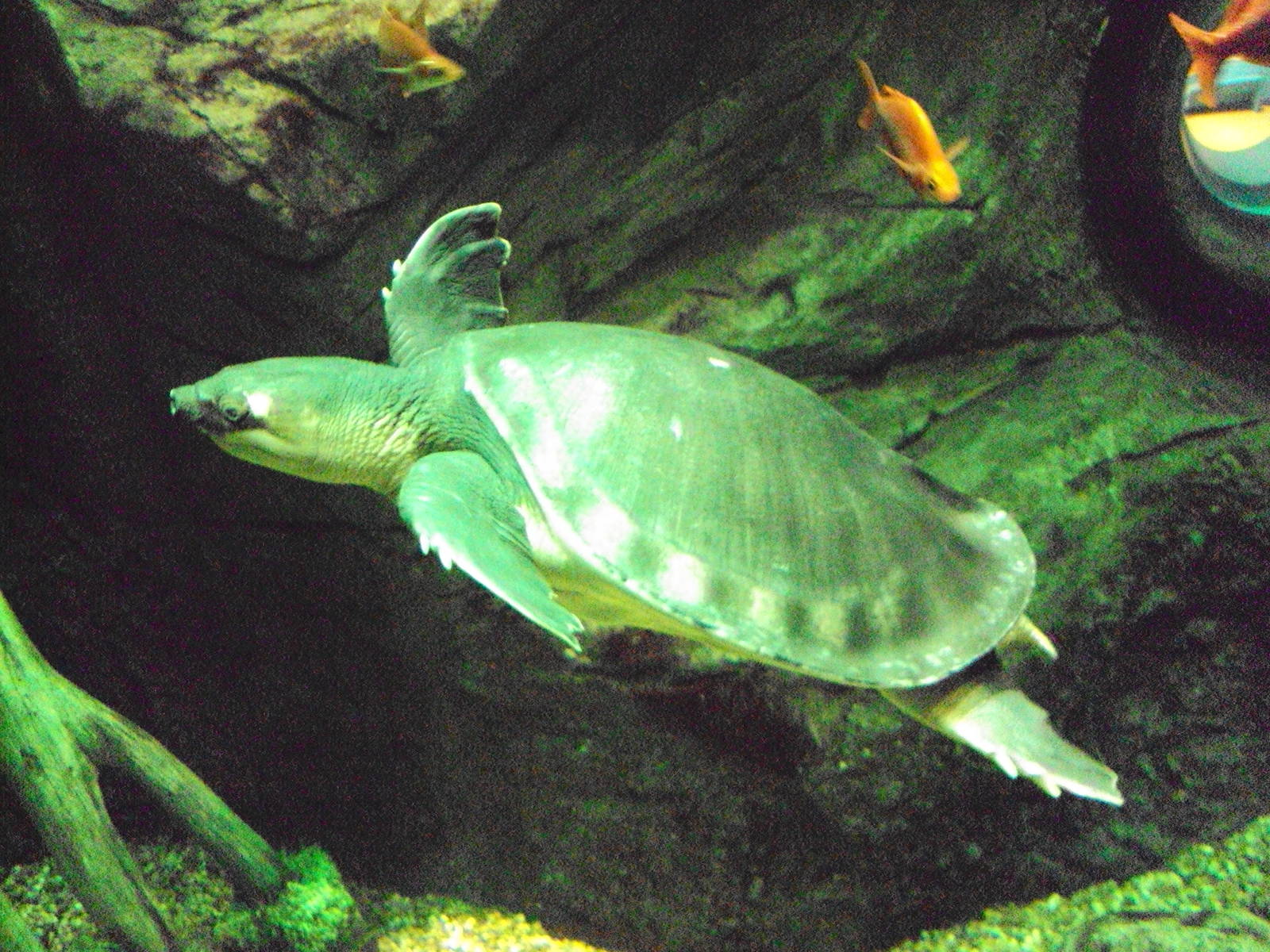 Pig-nosed Turtle