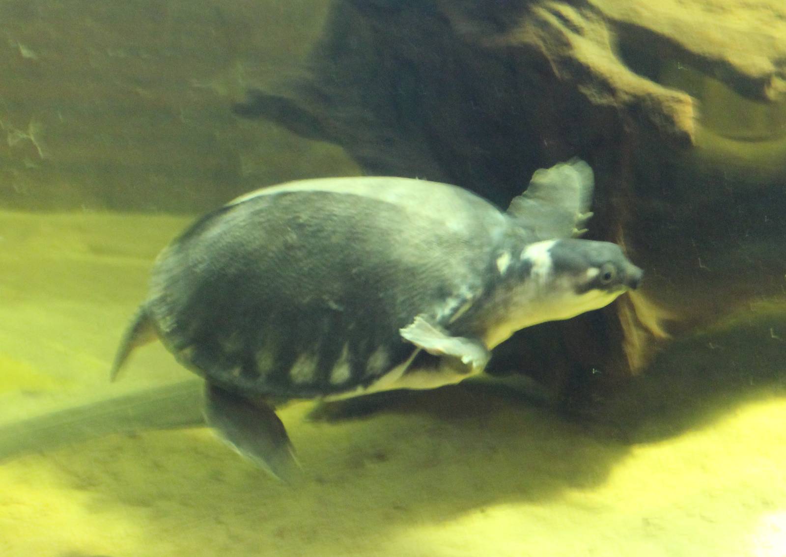 Pig-nosed turtle