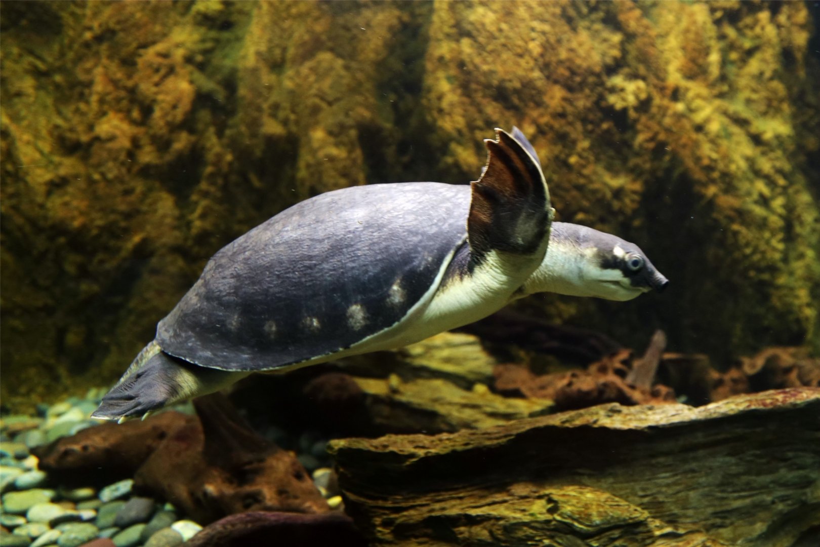 Pig-nosed Turtle
