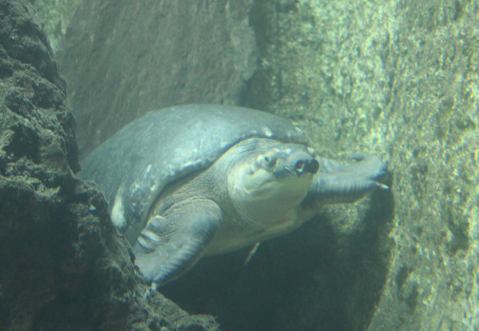 Pig-nosed turtle