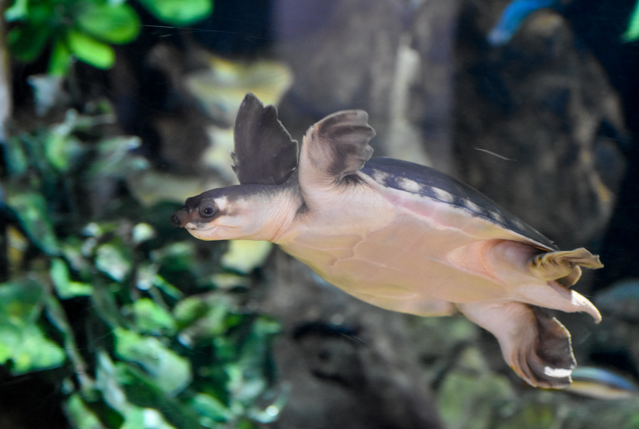 Pig-nosed Turtle