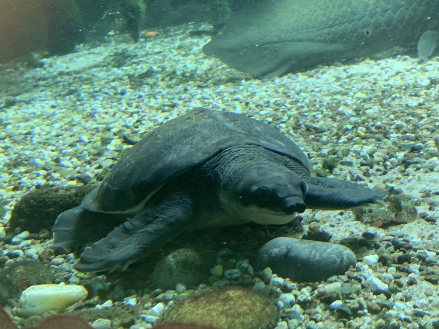Pig-nosed turtle