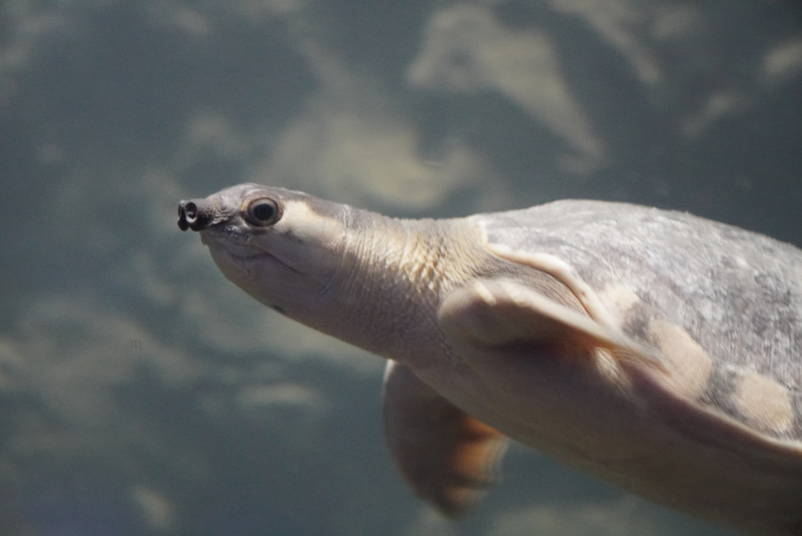 Pig Nosed Turtle