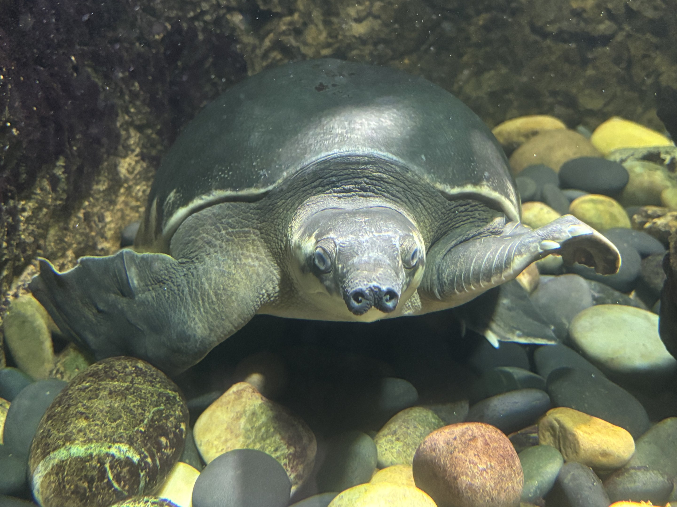 Pig-nosed Turtle
