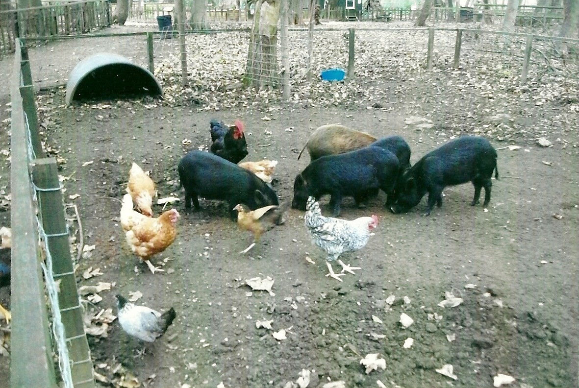 Pig paddock, 1st November 2013