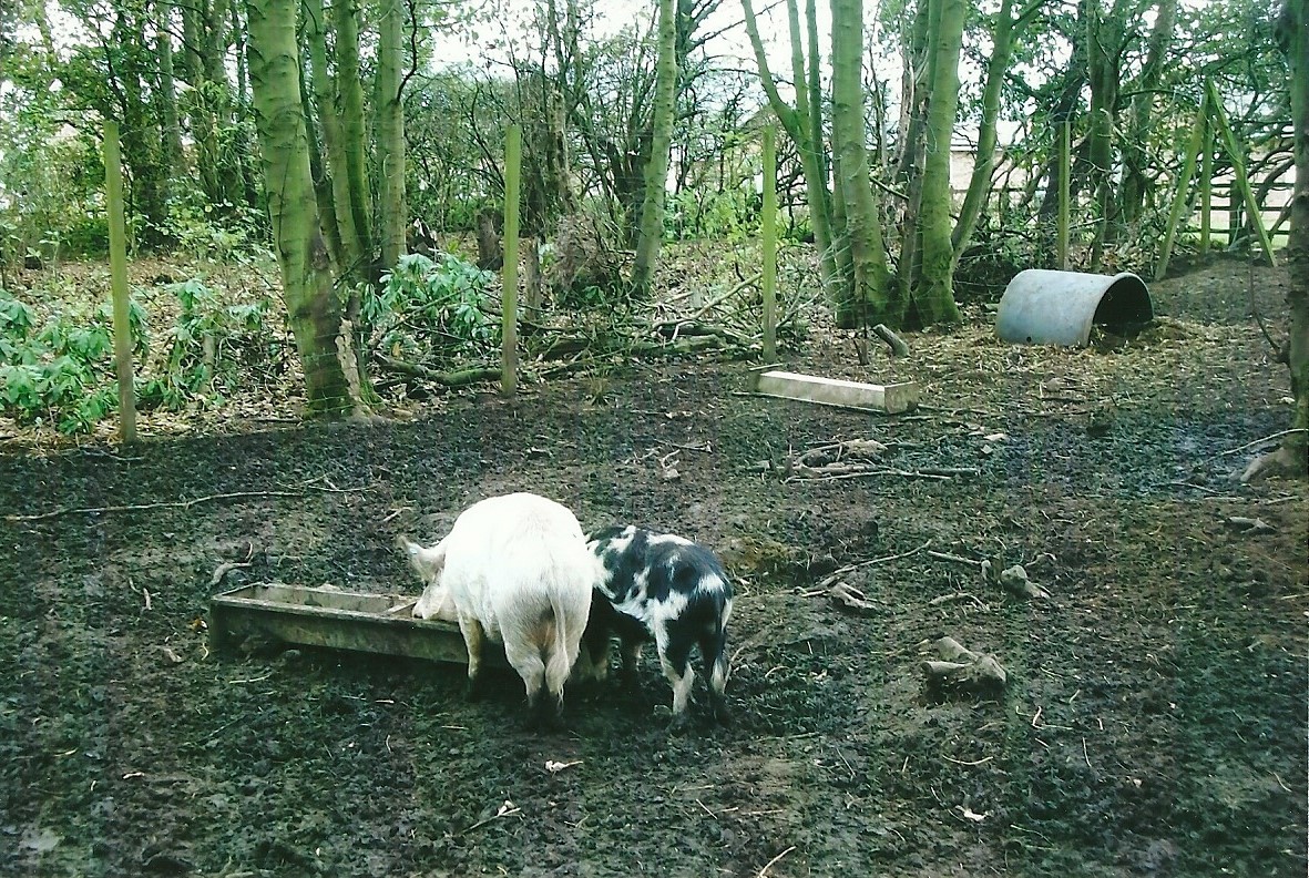 Pig paddock, 1st November 2013