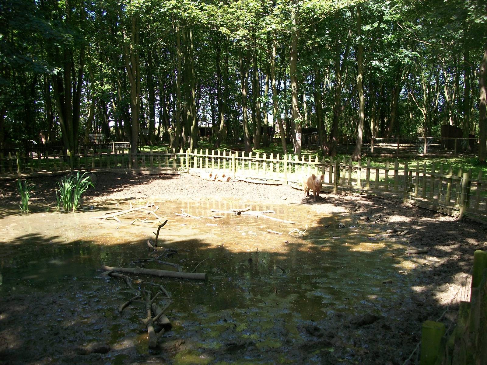 Pig paddock, 6th June 2014