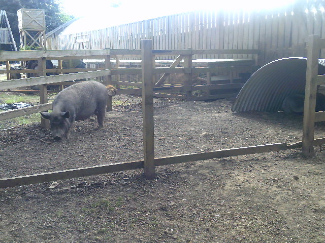 Pig Paddock