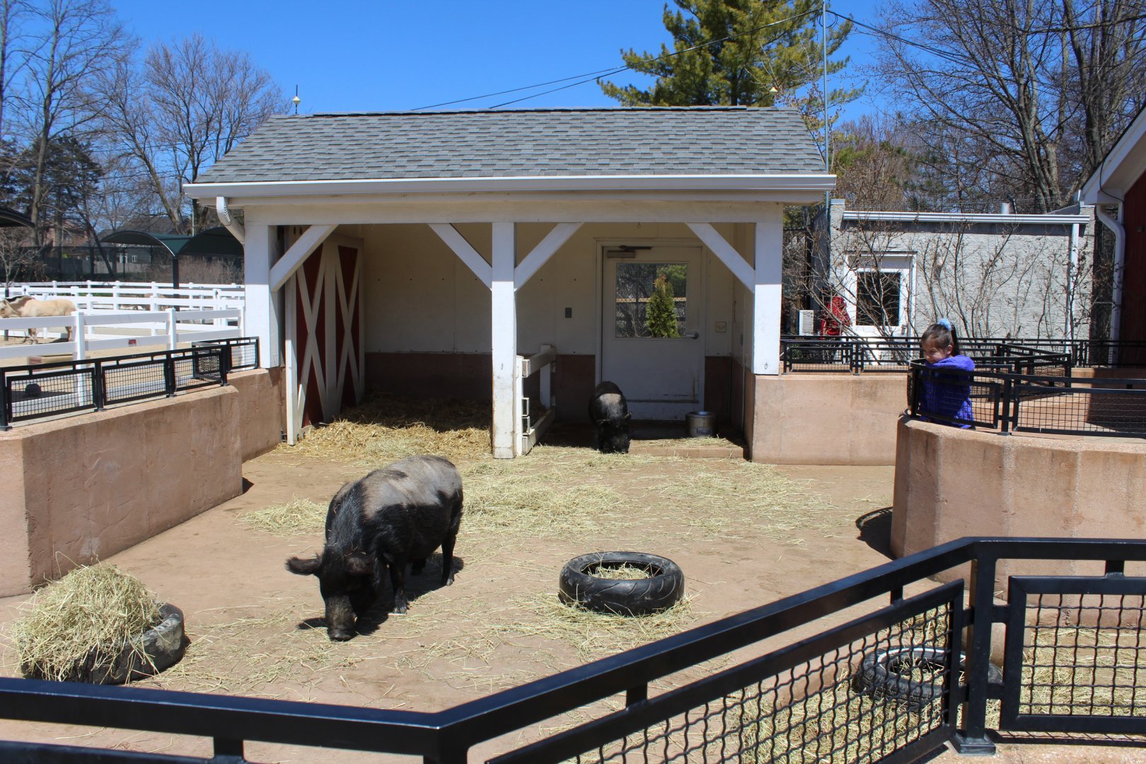Pig Pen - Animal Care Center