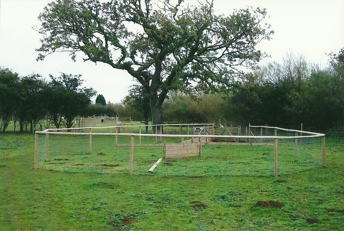 Pig racing circuit, 1st November 2013