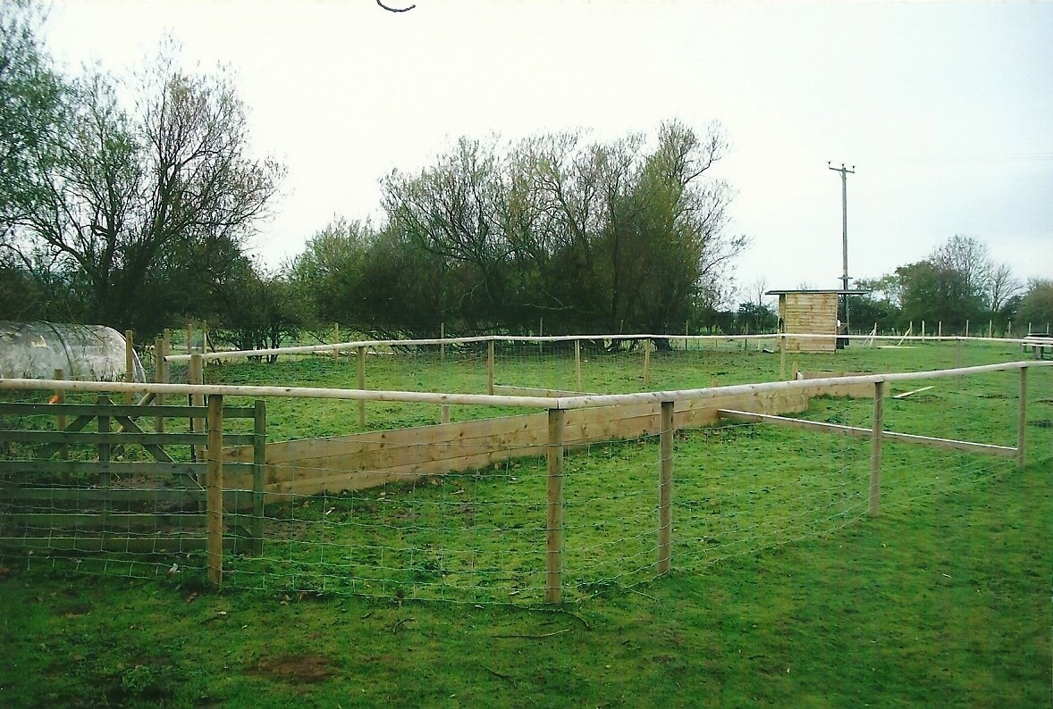 Pig racing circuit, 1st November 2013