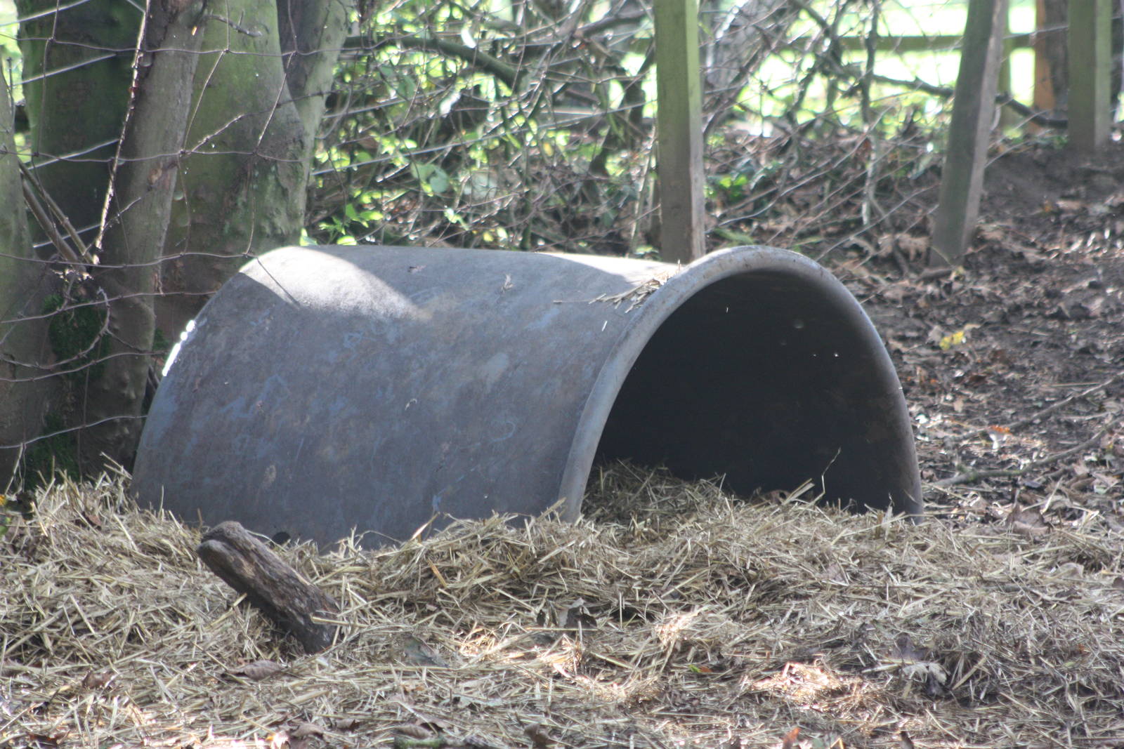 Pig shelter, 29th October 2014