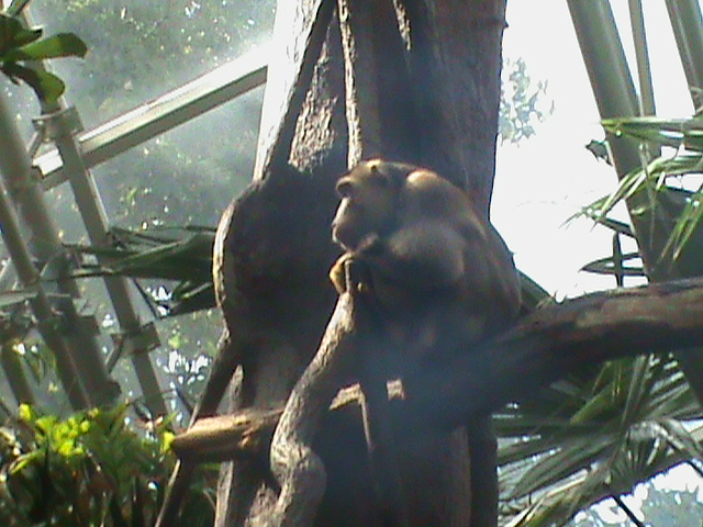 pig-tail macaque 140911