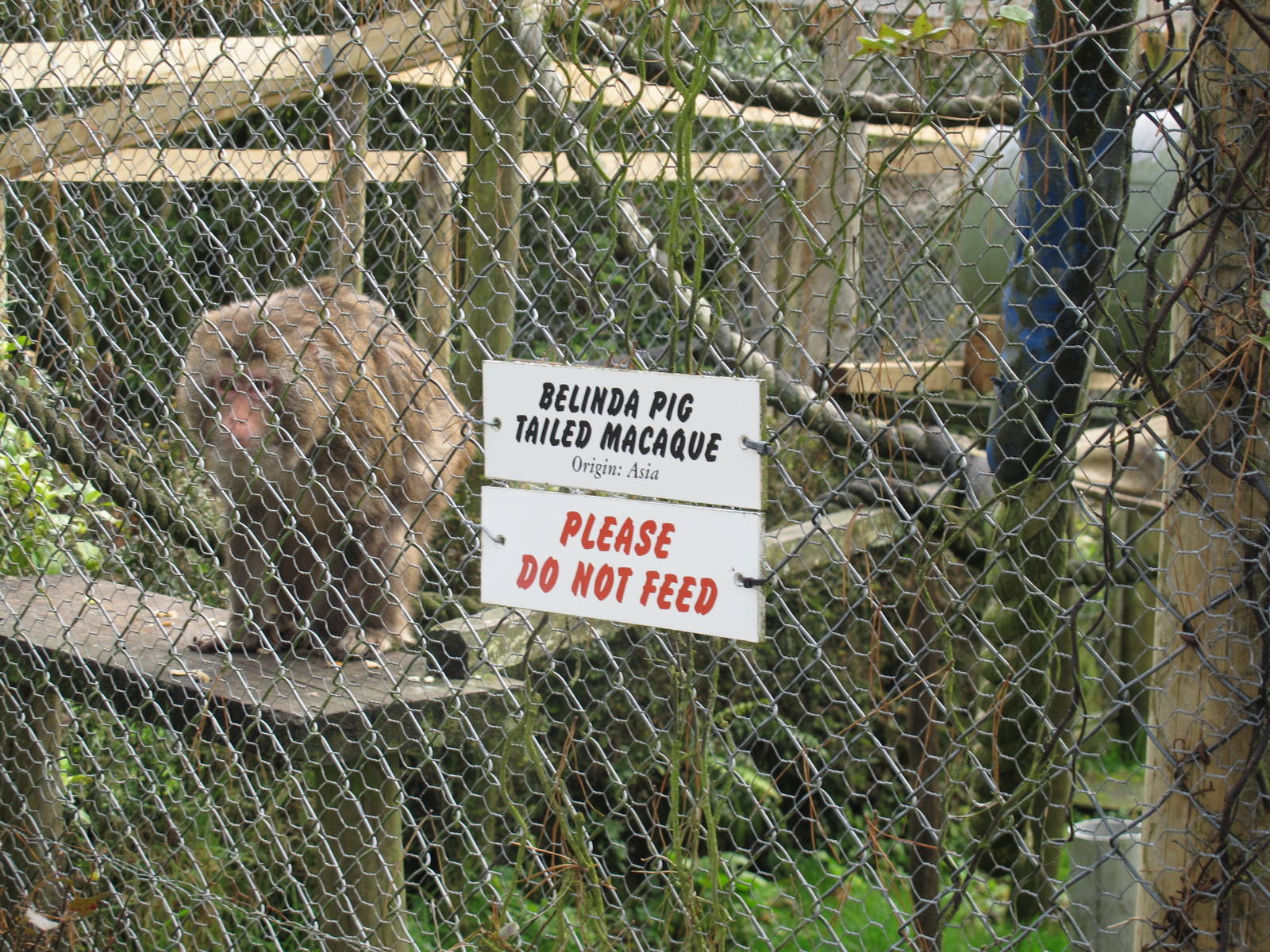 Pig-tail Macaque Cage - Pouakai Zoo
