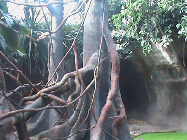 pig-tail macaque enclosure 140911