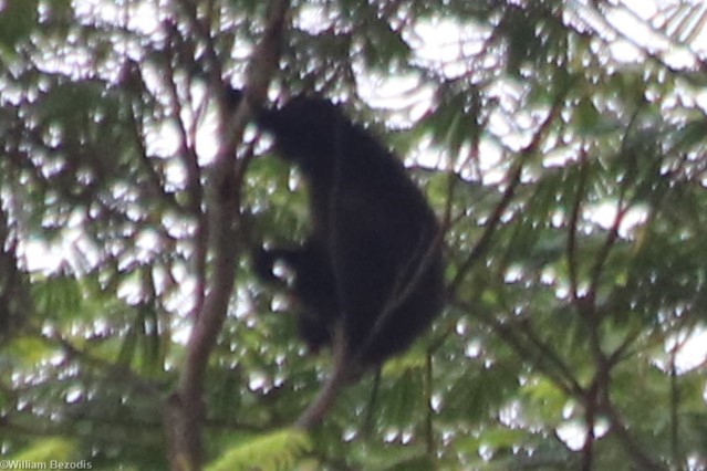 Pig-tailed Langur/Simakobu Simias concolor - Siberut