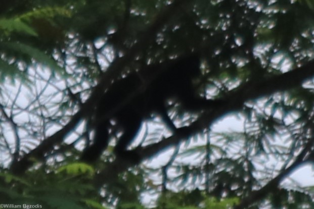 Pig-tailed Langur/Simakobu Simias concolor - Siberut