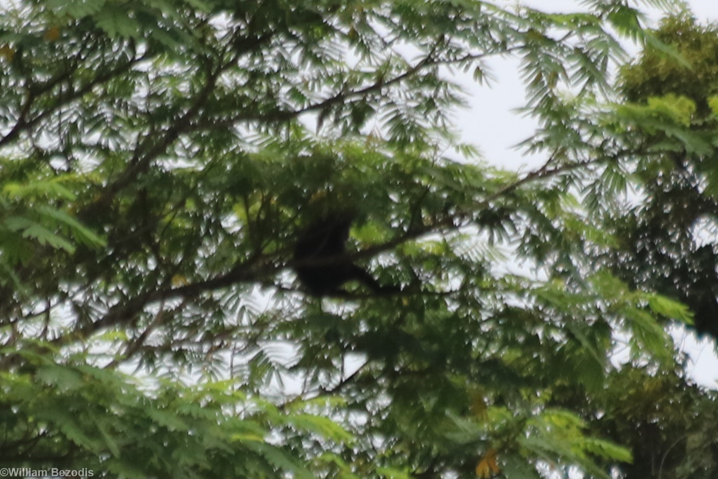 Pig-tailed Langur/Simakobu Simias concolor  - Siberut