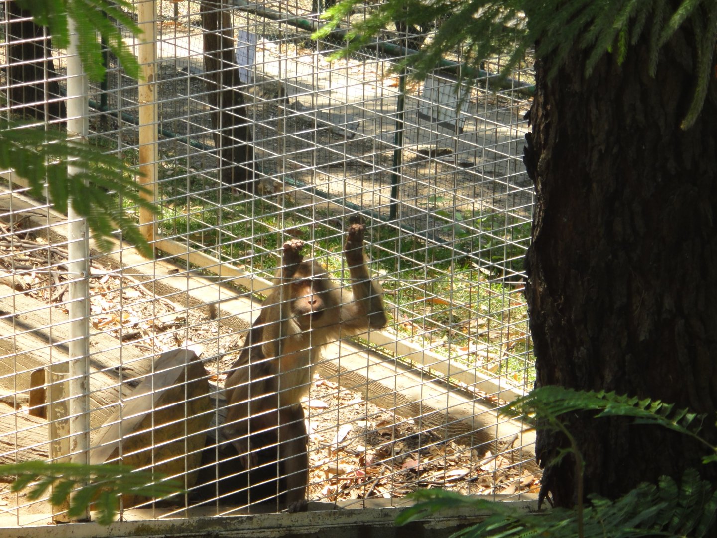 Pig-tailed Macaque (2011)