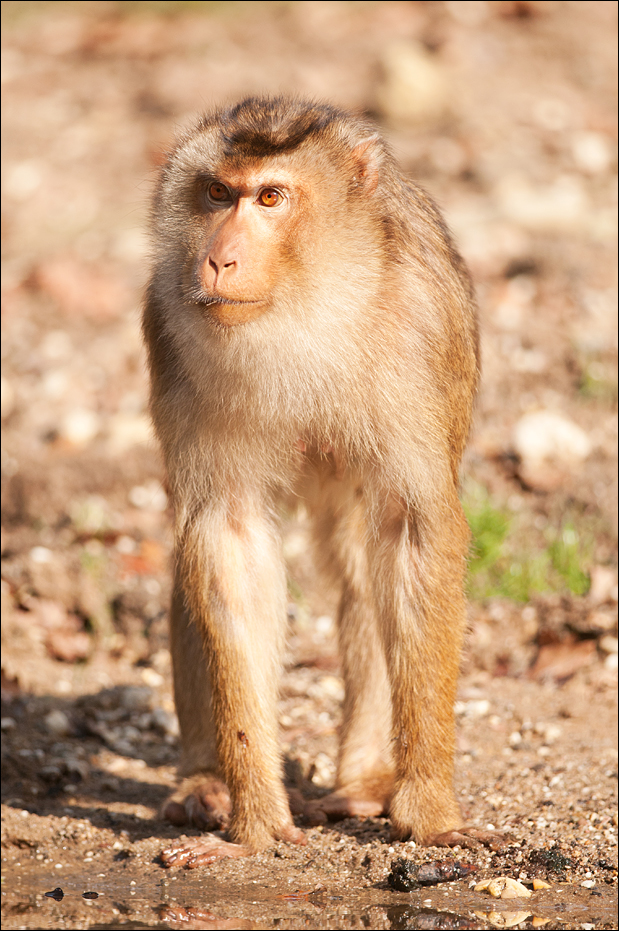 Pig-tailed macaque at Burgers Zoo