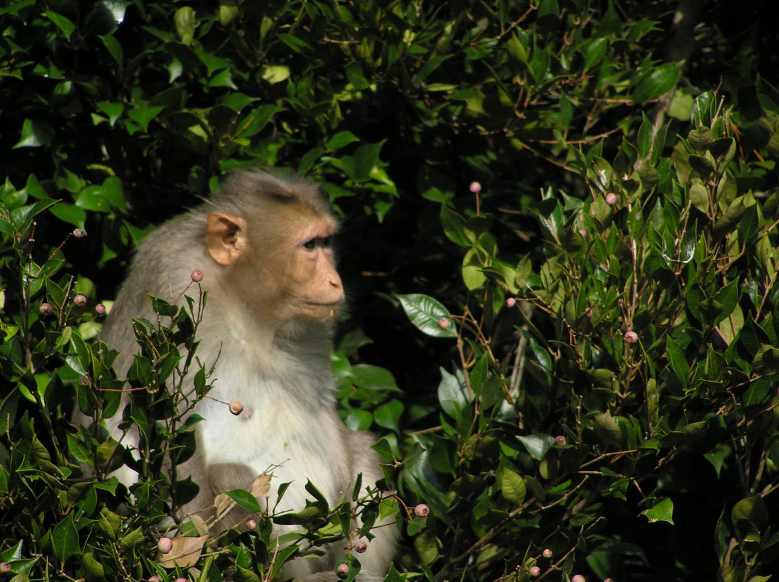 Pig-tailed macaque - Auckland 04