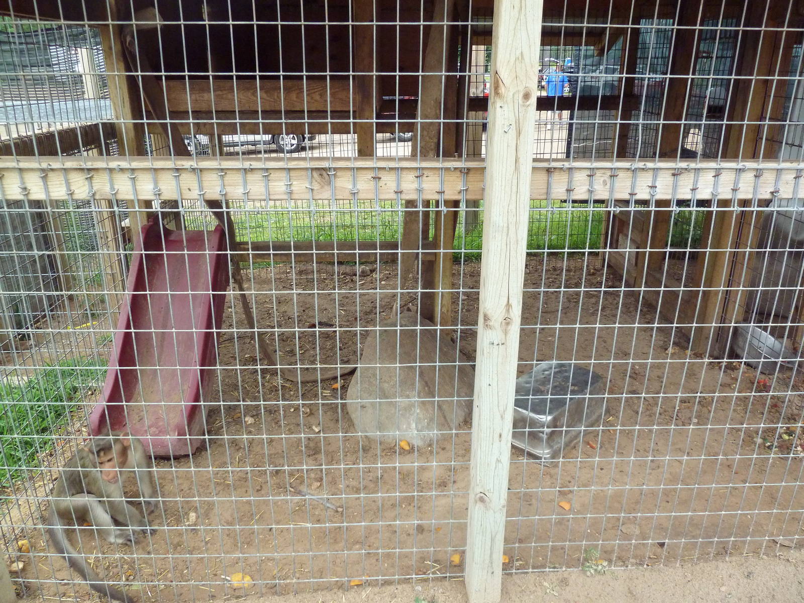 Pig-Tailed Macaque + Bonnet Macaque Exhibit