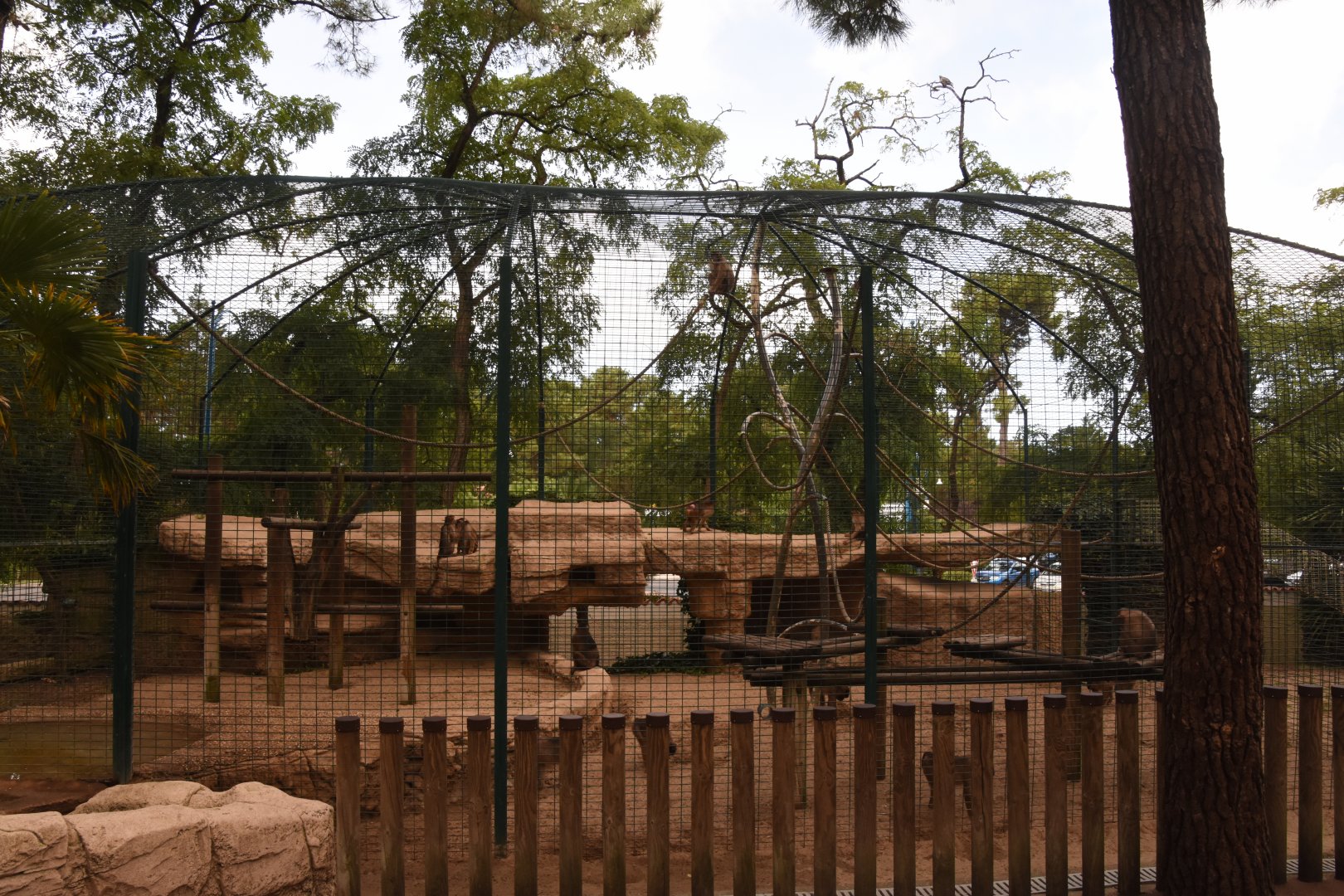 Pig-tailed Macaque cage