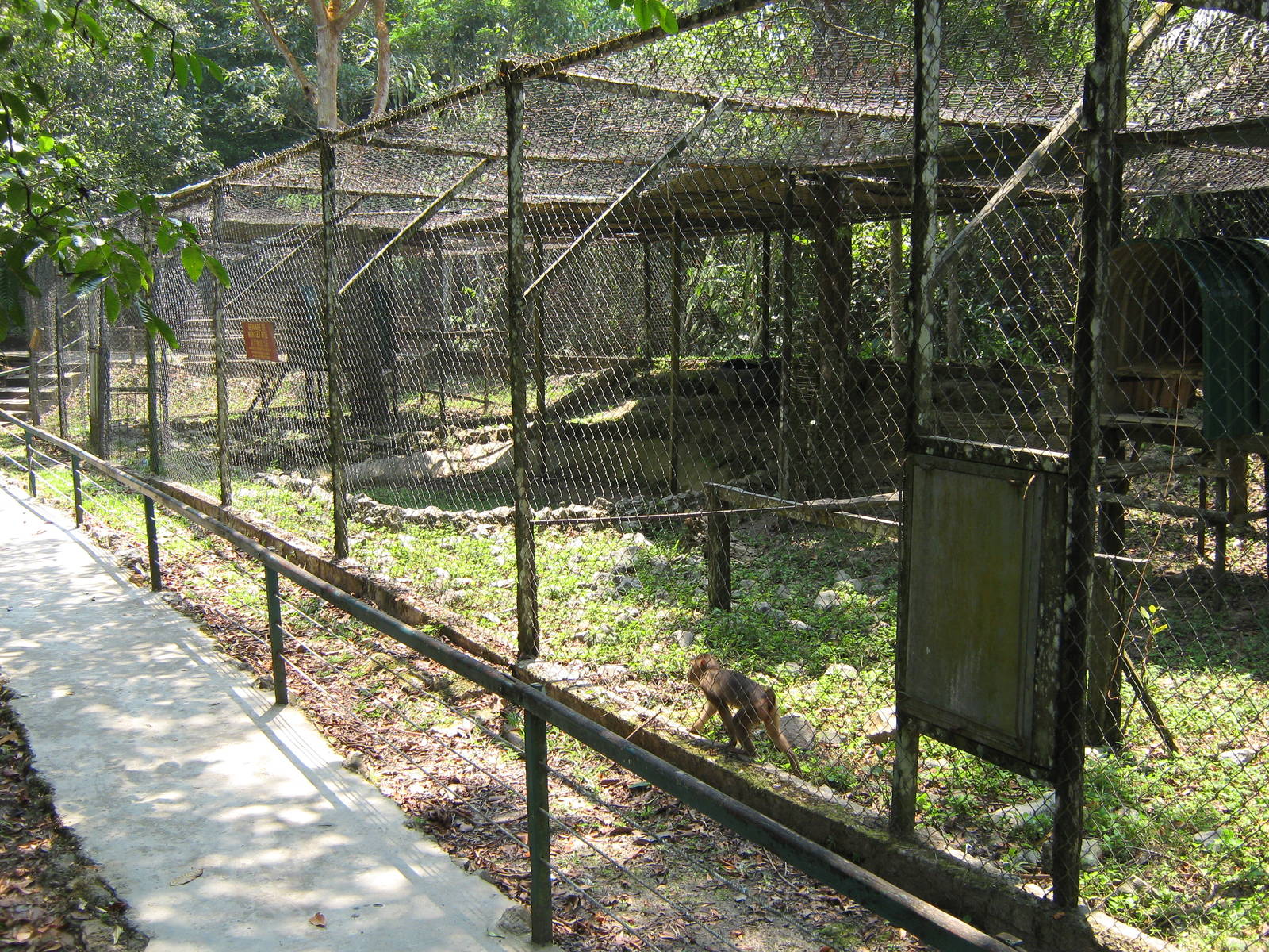 pig-tailed macaque cage