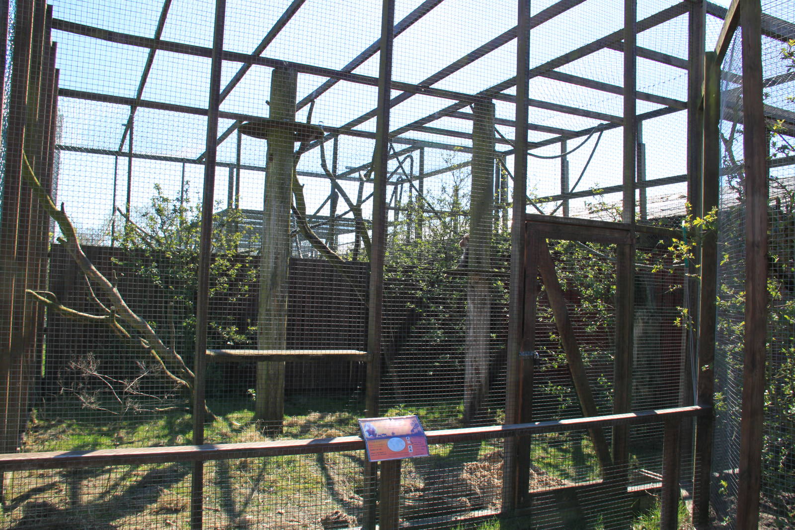 Pig-tailed Macaque Enclosure