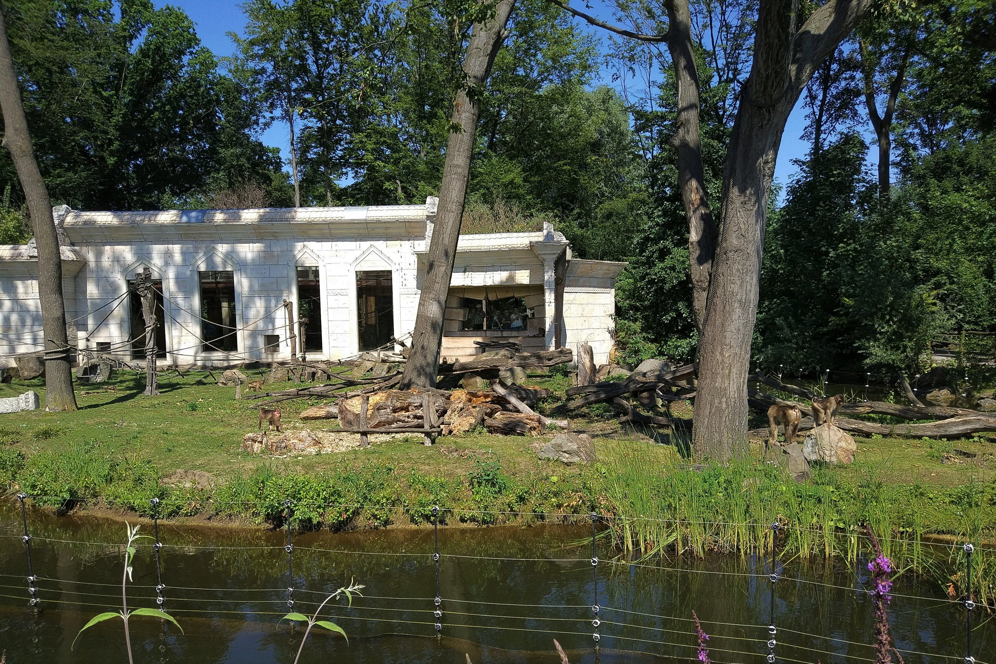 Pig-tailed Macaque Enclosure