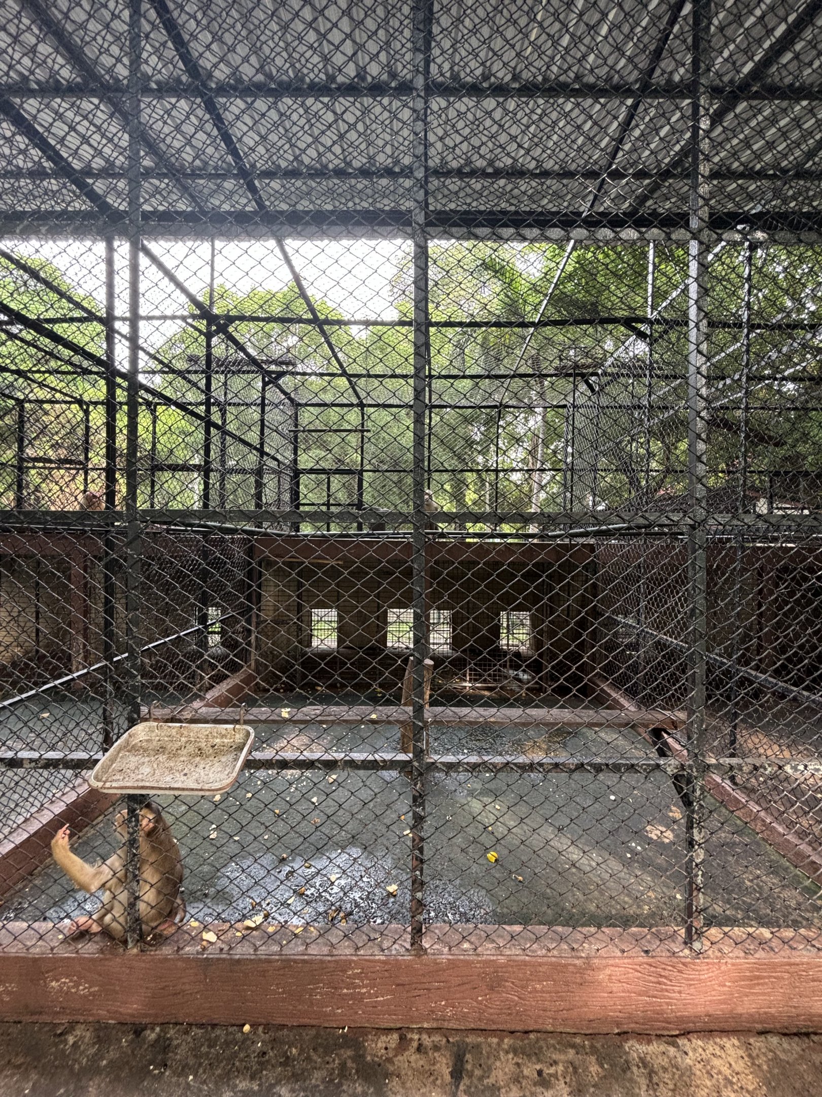 Pig-tailed Macaque Exhibit #1 - Lopburi Zoo
