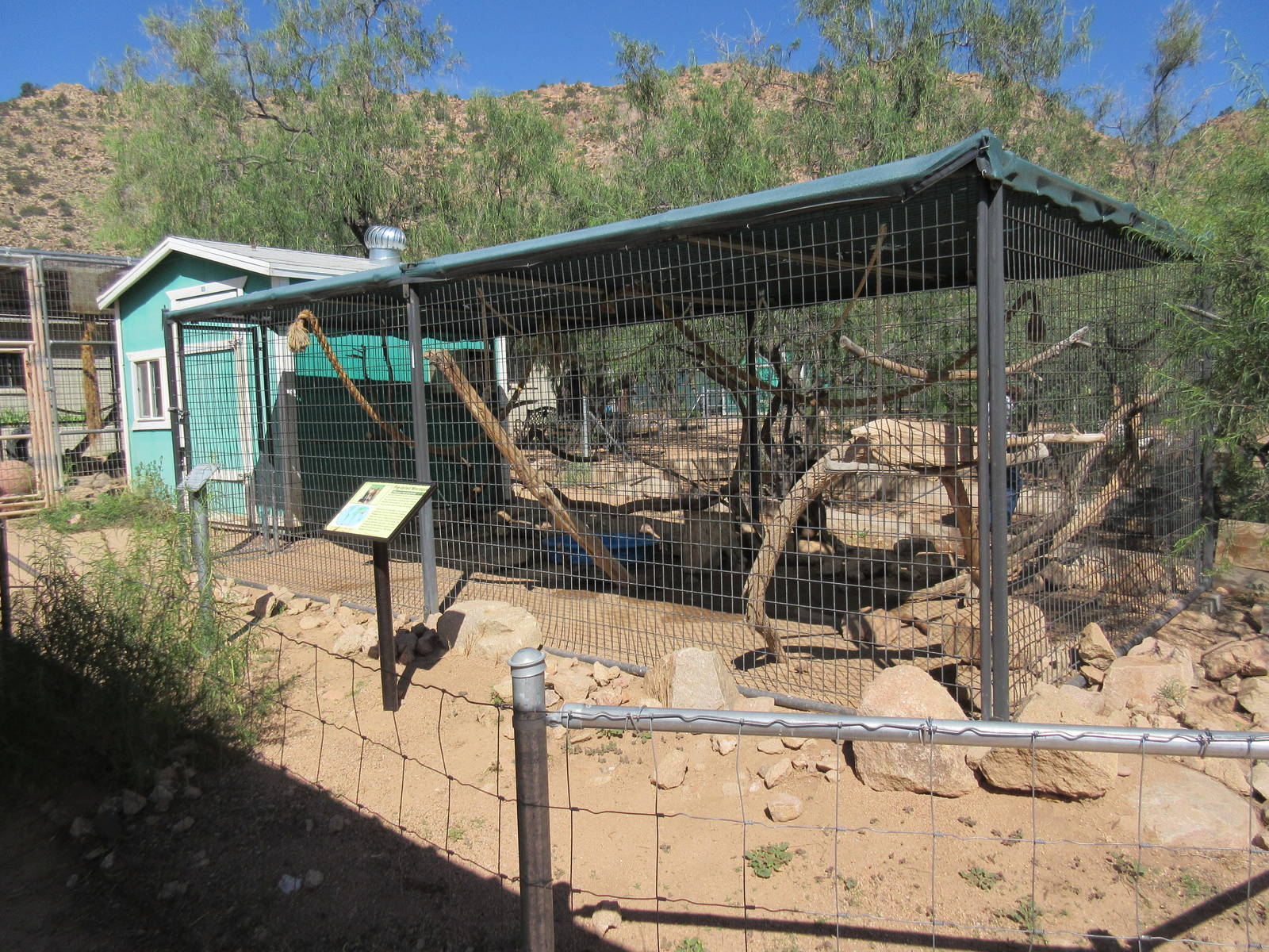 Pig-Tailed Macaque Exhibit #1
