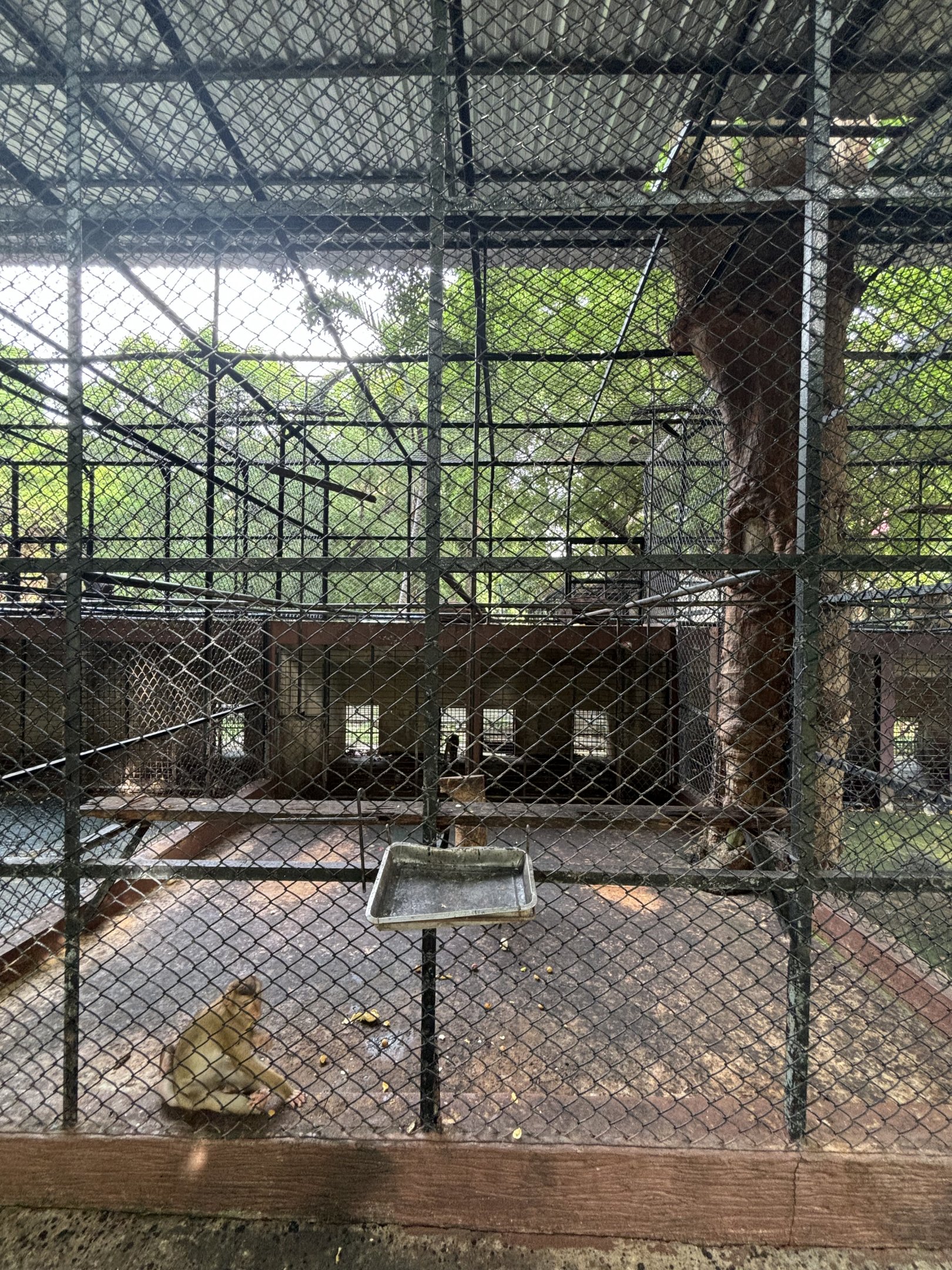 Pig-tailed Macaque Exhibit #2 - Lopburi Zoo