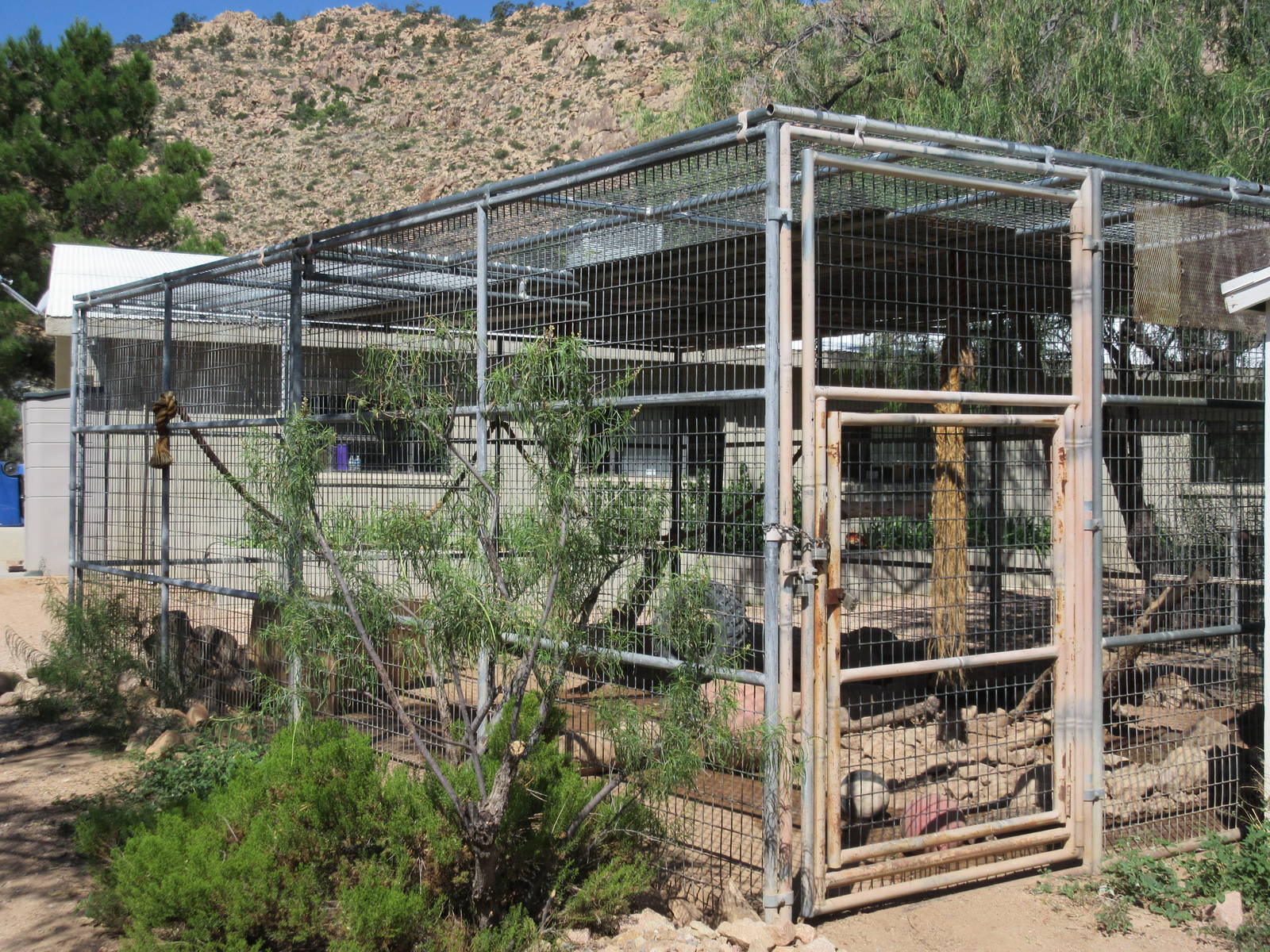 Pig-Tailed Macaque Exhibit #2