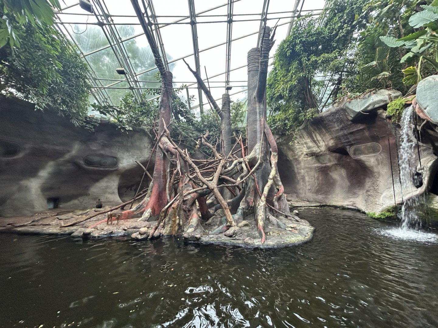 Pig-tailed Macaque Exhibit - Indonesian Jungle Pavillon