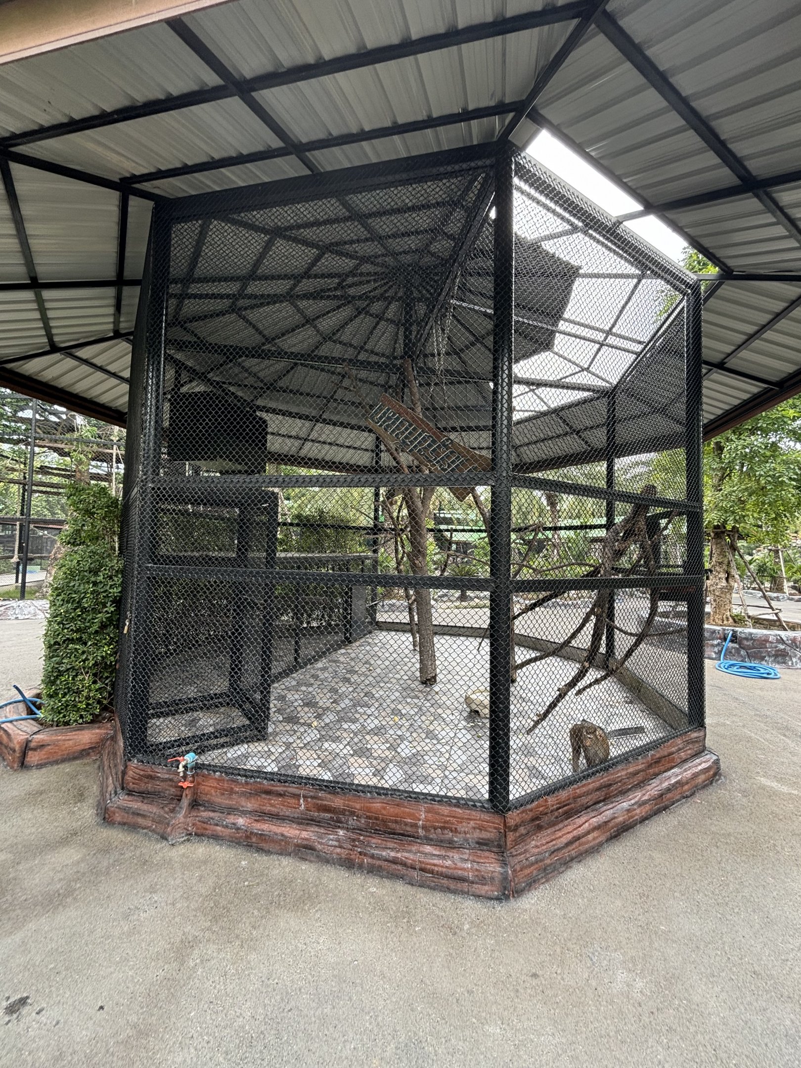 Pig-tailed Macaque Exhibit - Lion Park