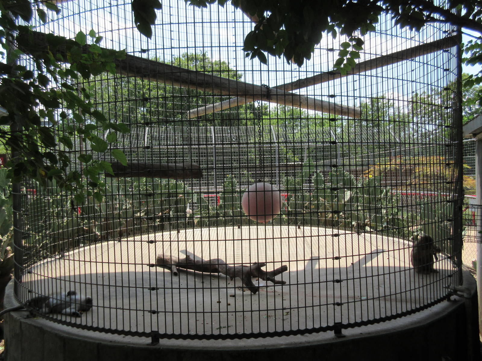 Pig-Tailed Macaque Exhibit