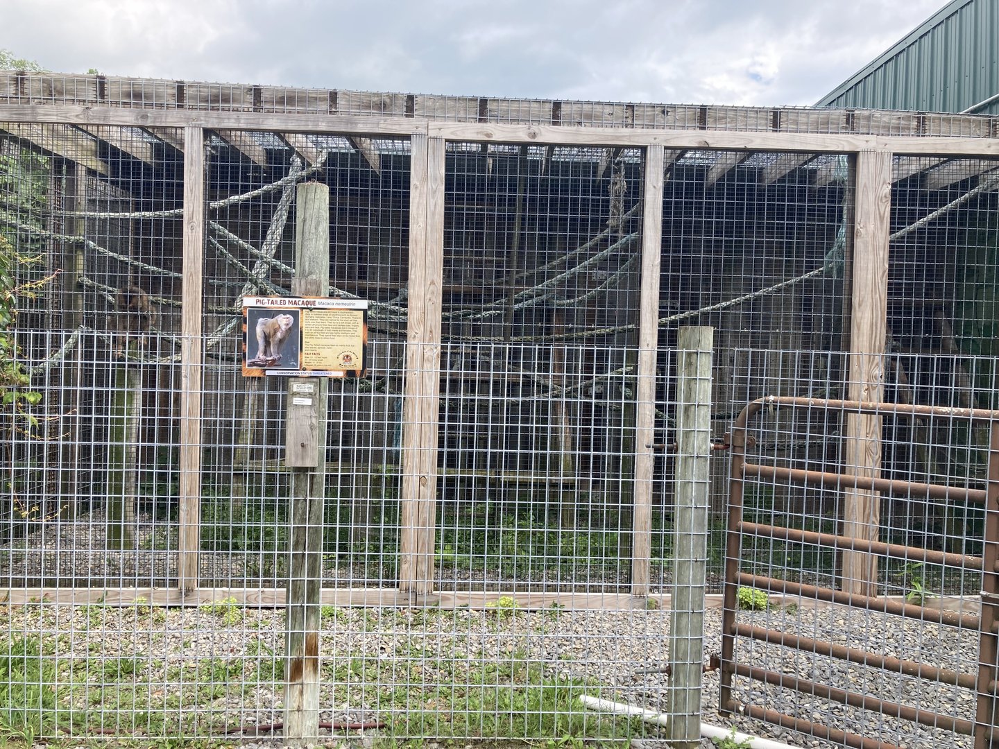 Pig Tailed Macaque exhibit