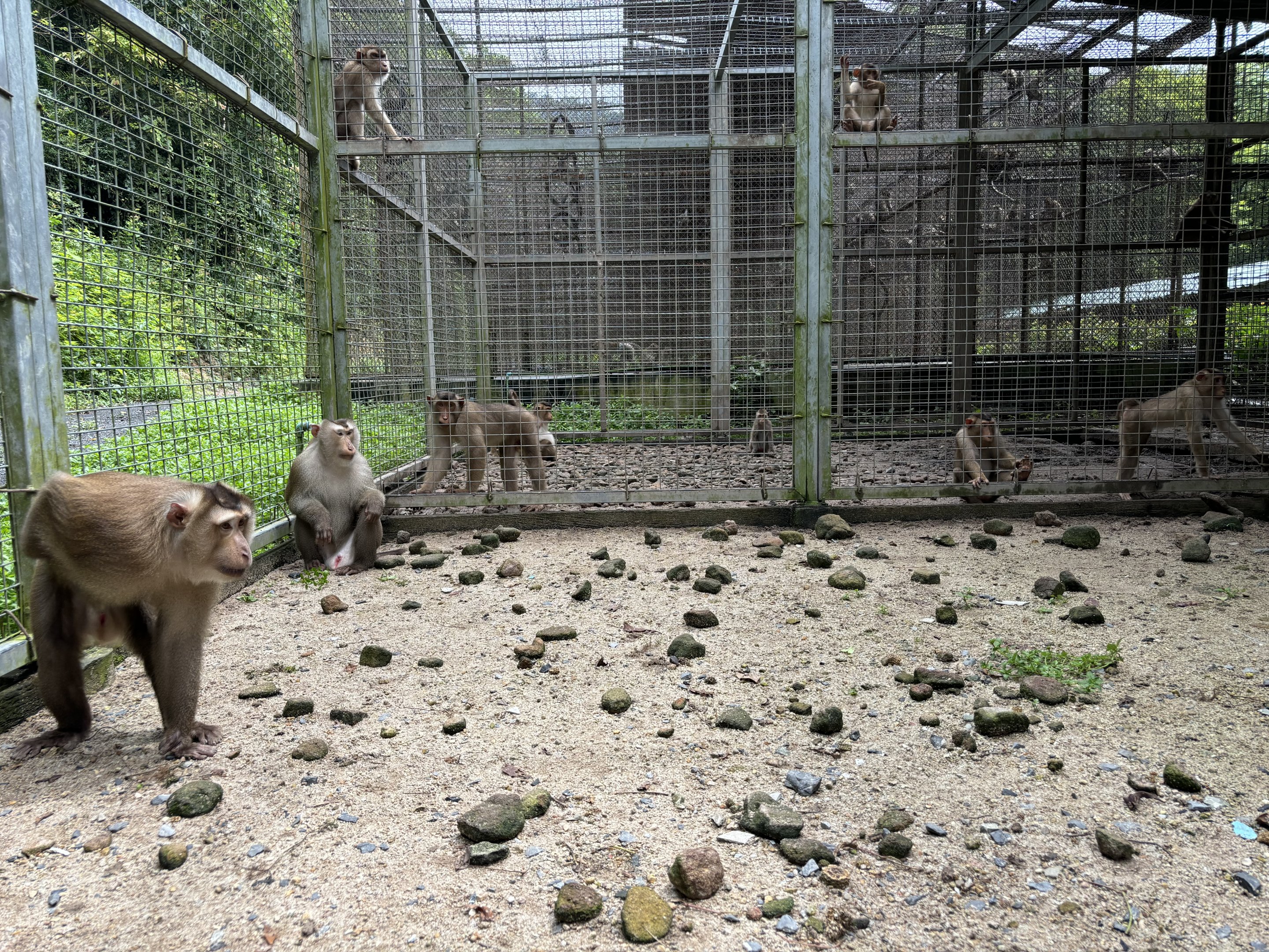 Pig-tailed Macaque Exhibit