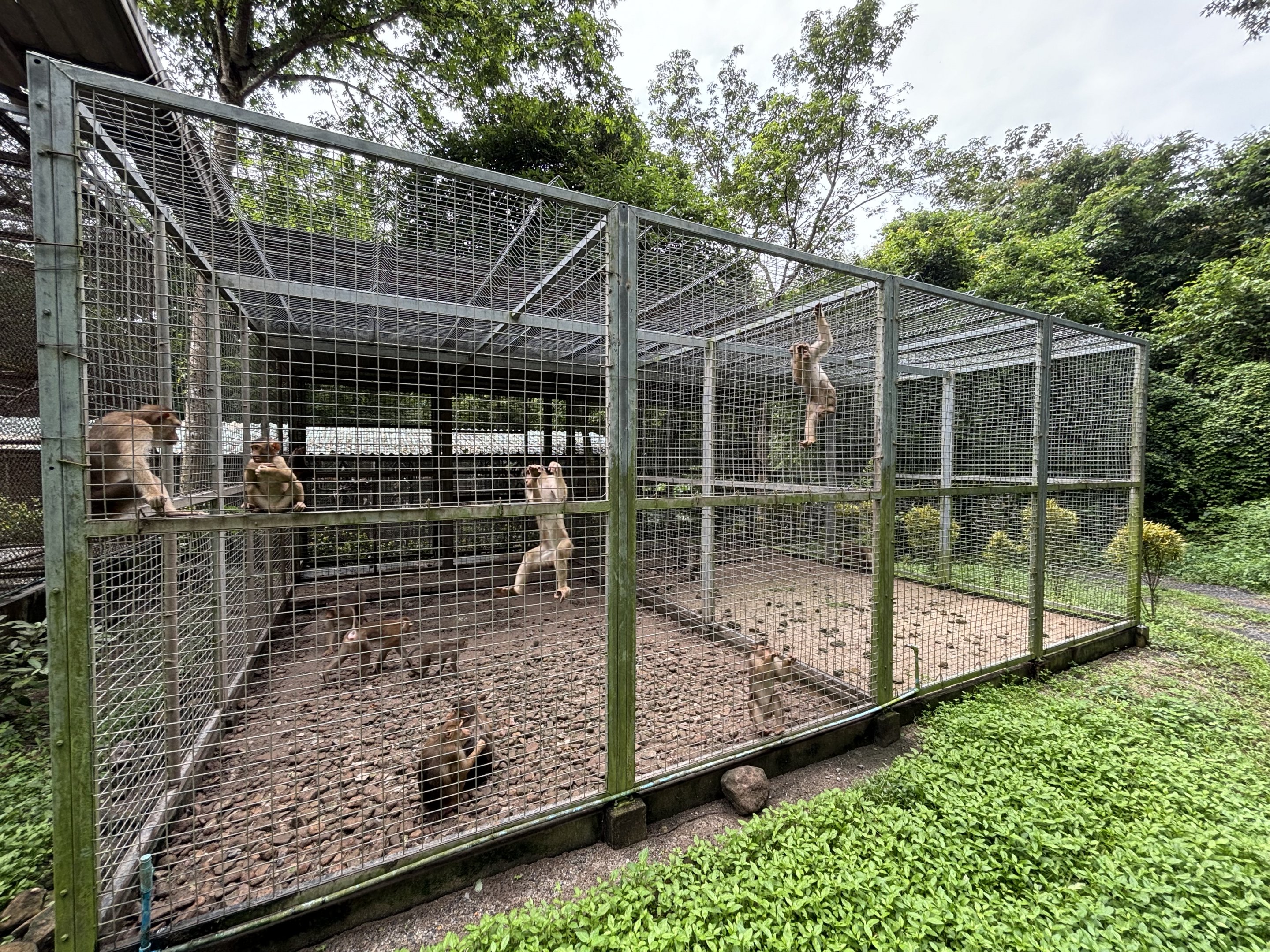 Pig-tailed Macaque Exhibit