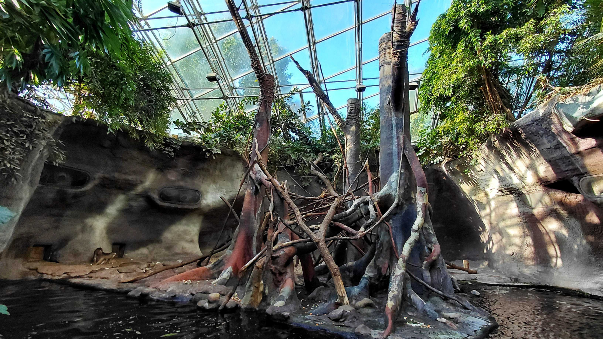 Pig-tailed macaque exhibit