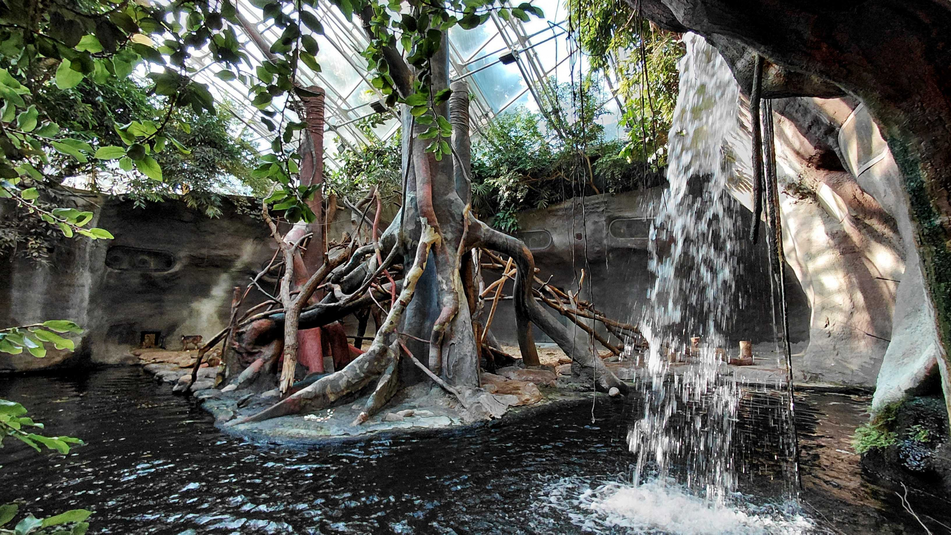 Pig-tailed macaque exhibit