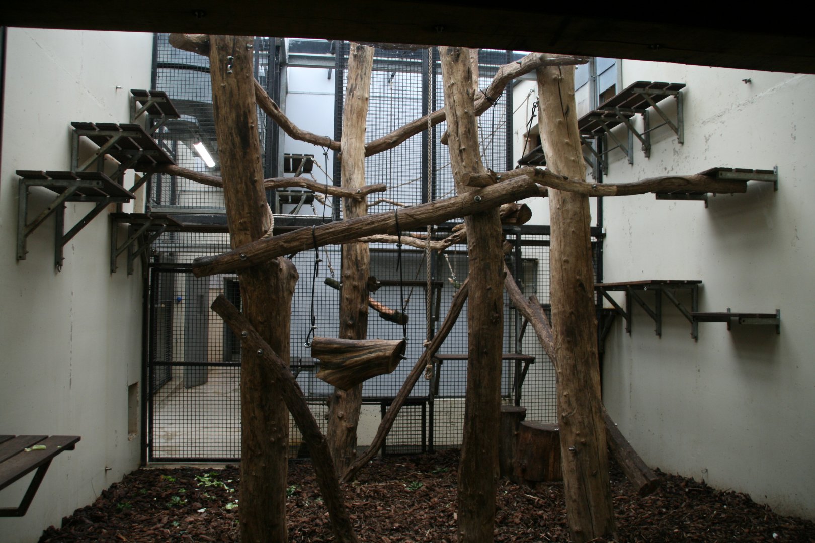 Pig-tailed macaque indoor enclosure