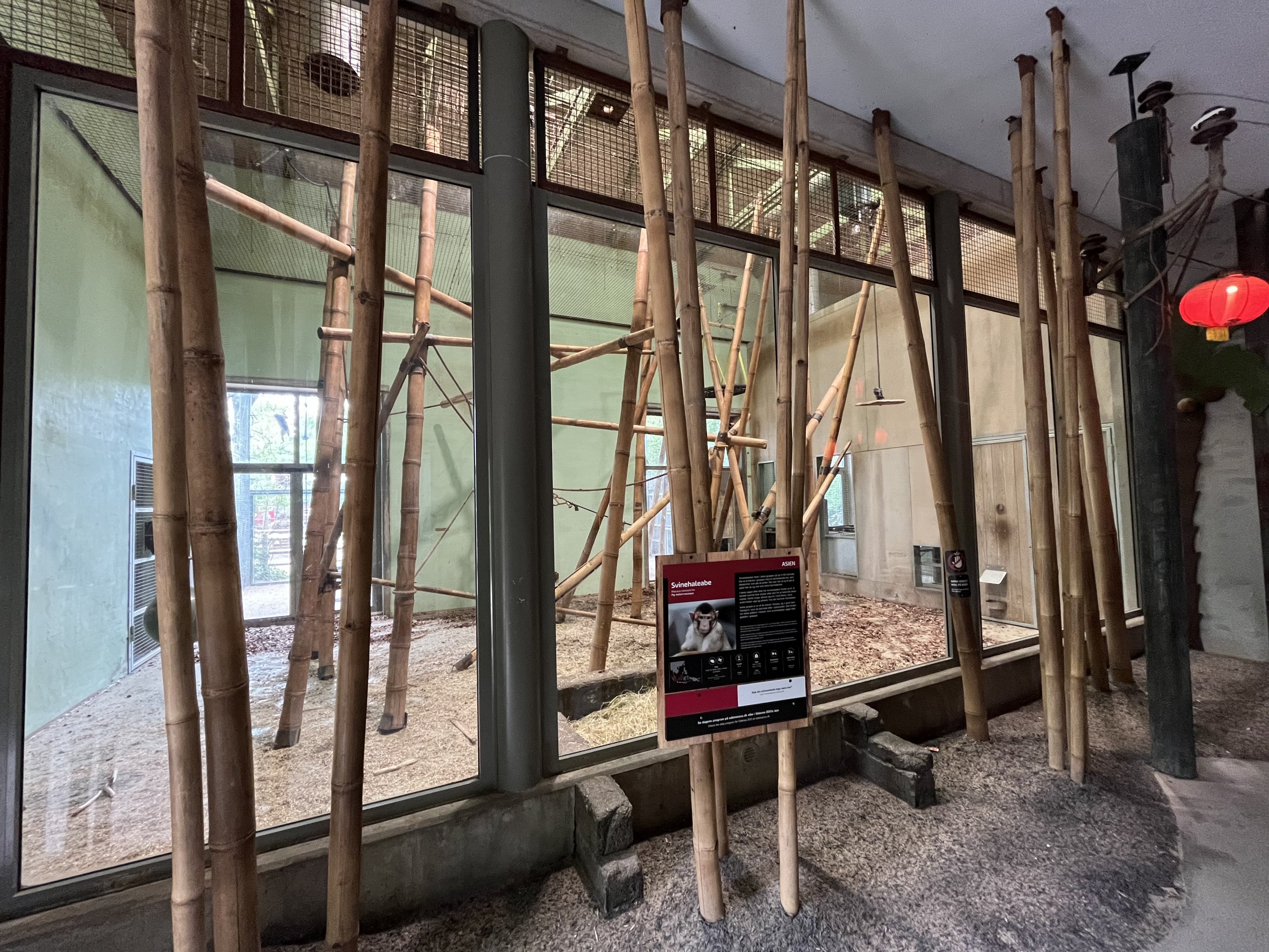 Pig-tailed Macaque Indoor Exhibit