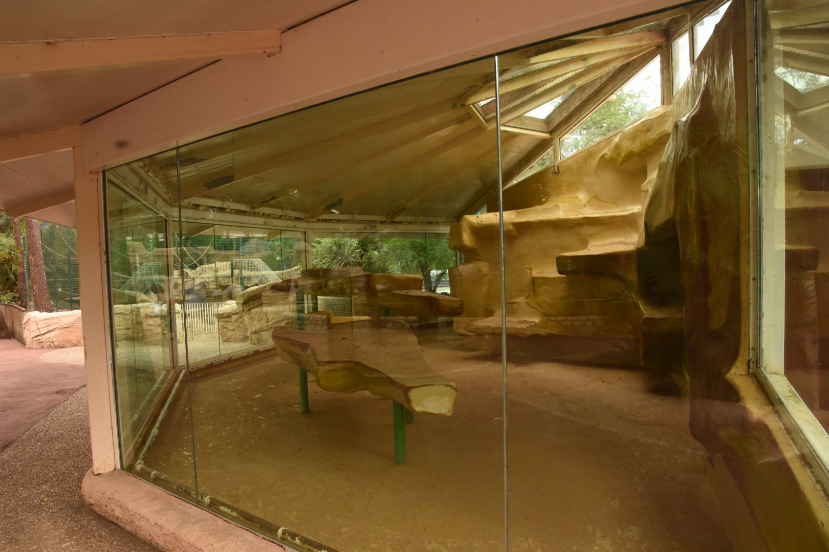 Pig-tailed Macaque indoors